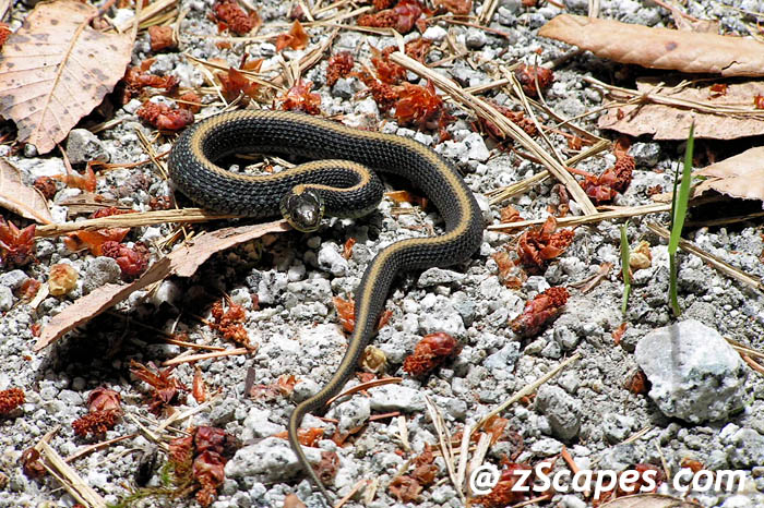 gartersnake-santacruz-bay06