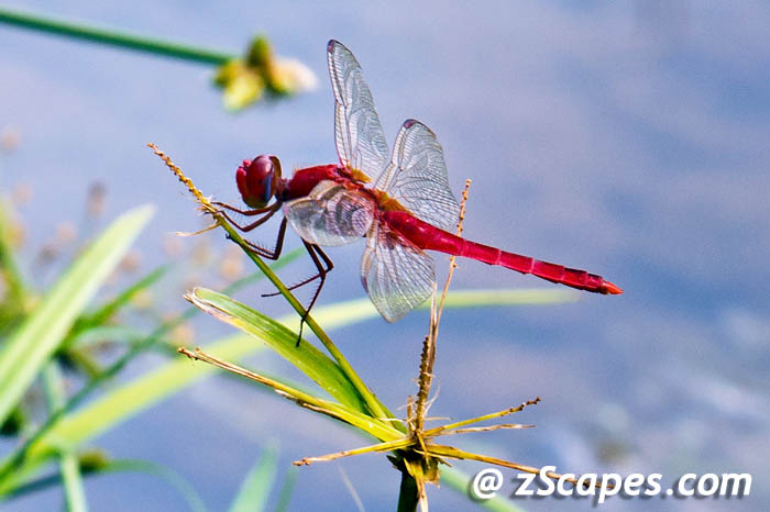 scarletskimmer-lih12