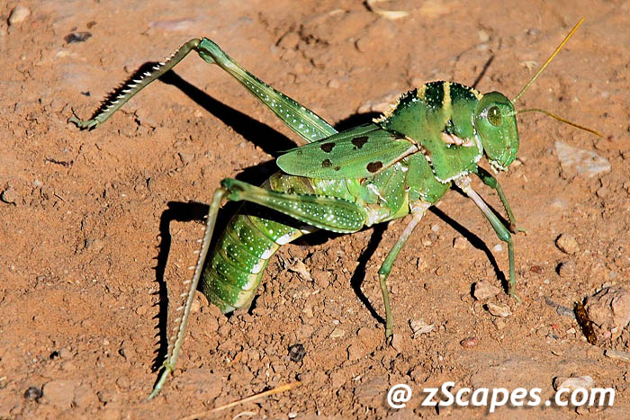 grasshopper-greenegglay-pks08