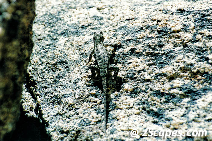 sierrafencelizard-emw01