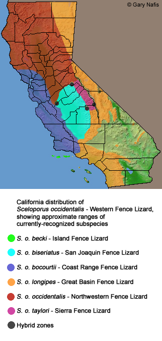 sierrafencelizard-range