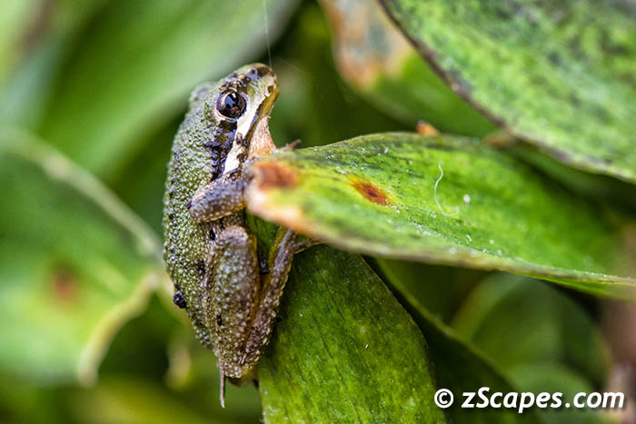 sierrantreefrog-hmb16