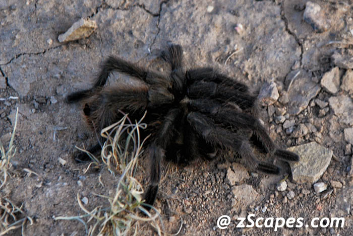 tarantula-pks08