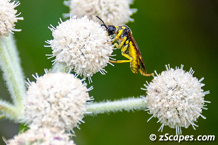twogemmedsawfly-emw14-7w