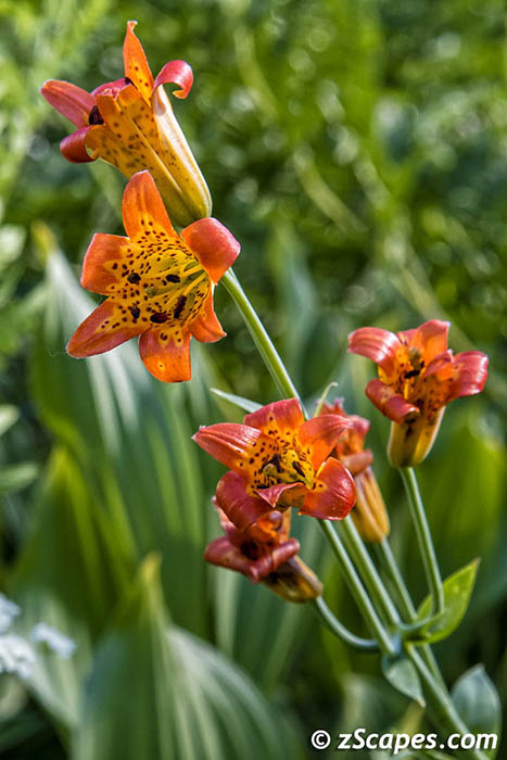Alpine Lily 2019