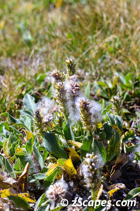 articwillow-hvw2209