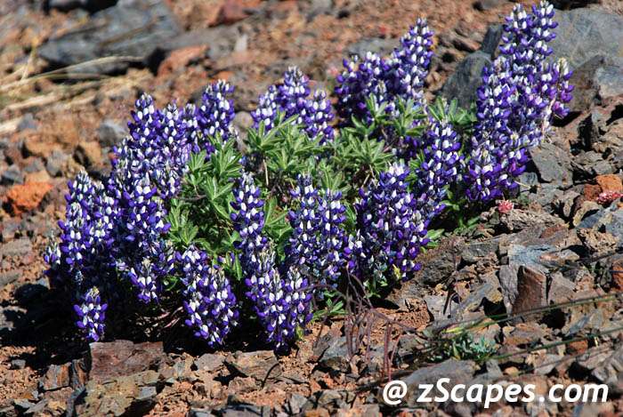 brewerslupine-ciw07
