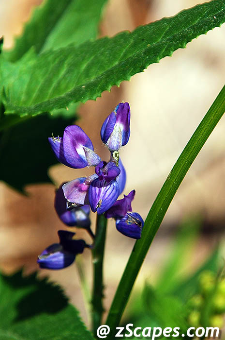 felwort-ynp07v