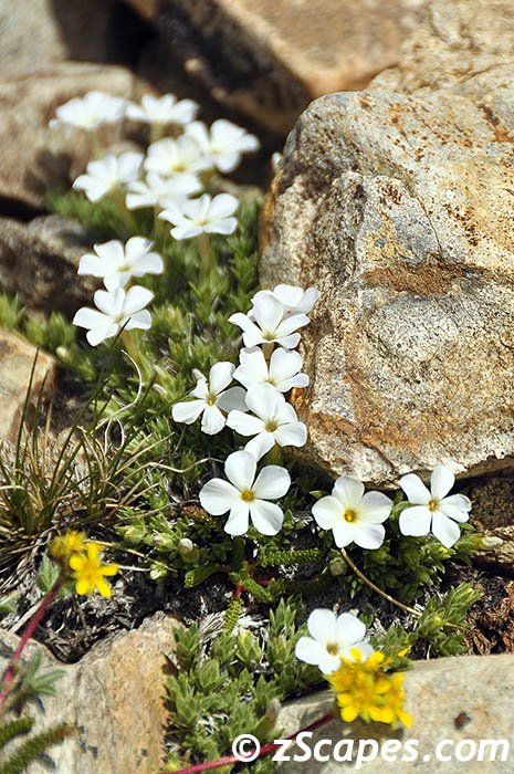 granitegilla-ynp10v