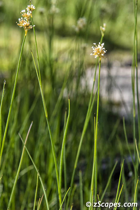 Jointleaf Rush