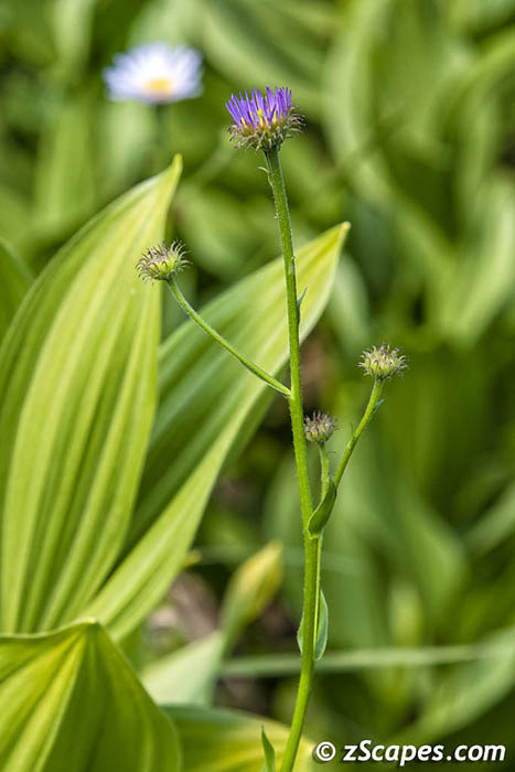 Stacks Image 8085