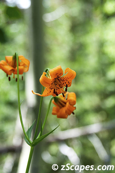 Stacks Image 7429