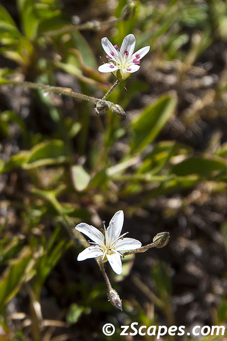 pricklysandwort-aaw1108-0620vc