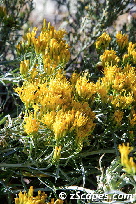 rubberrabbitbrush-snv23