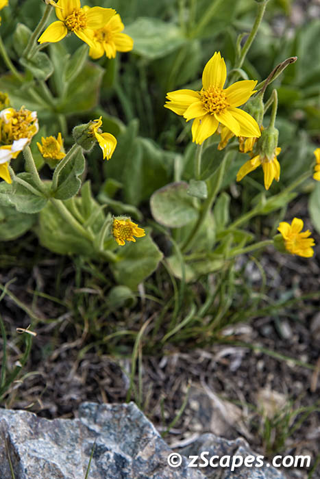 sierraarnica-hvw16v