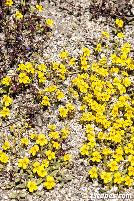 Skunky Monkeyflower 2019