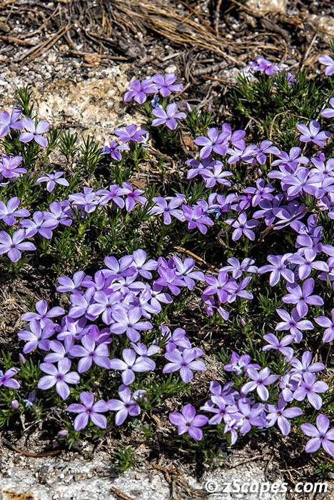 Spreading Phlox 2019