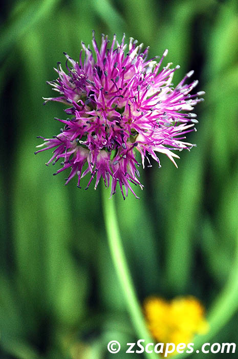 swamponion-ynp10v