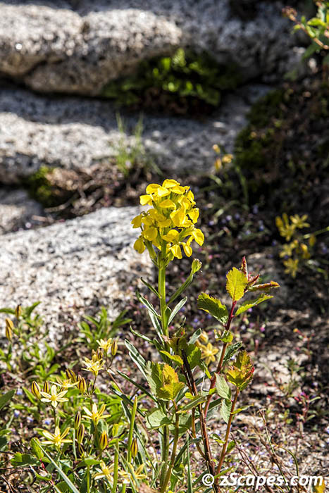 Western Wallflower 2019