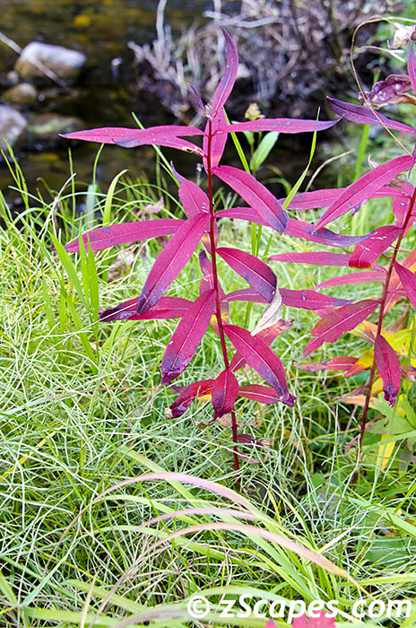 yellowstonefireweed-ysp12v
