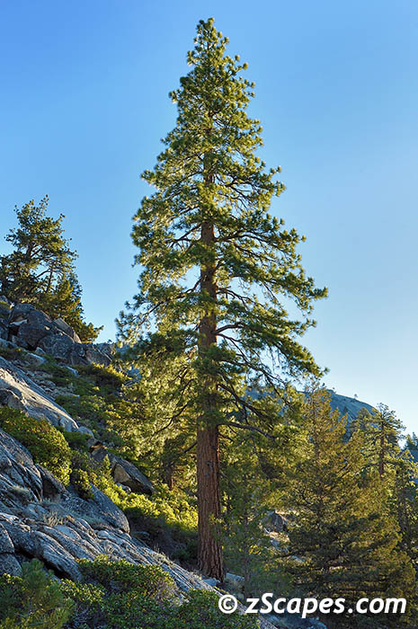 jeffrey-ynp10
