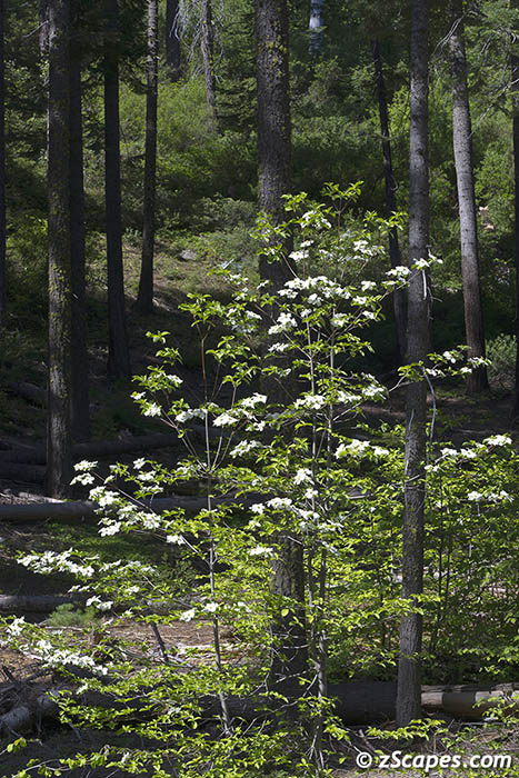 dogwood-ynp13