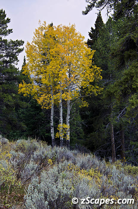 quakingaspen-ysp12