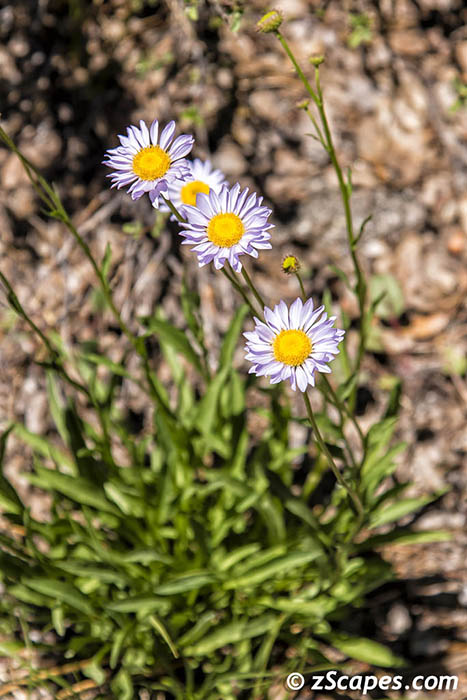 Stacks Image 6741