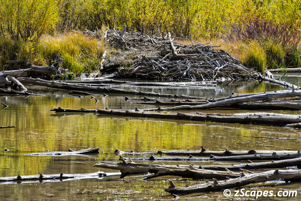 Beaver Dam Lundy Canyon 2018