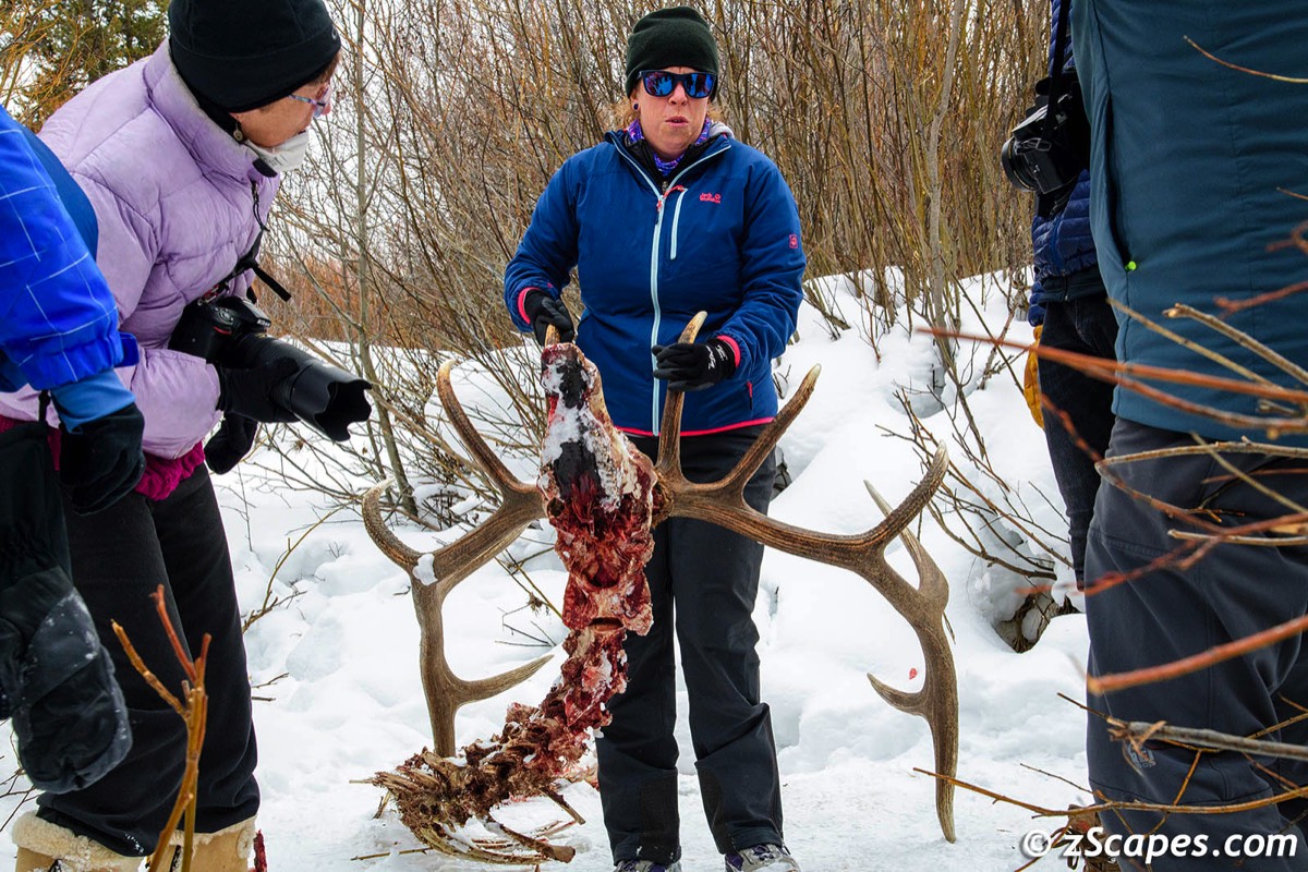 Yellowstone Antlers 2023