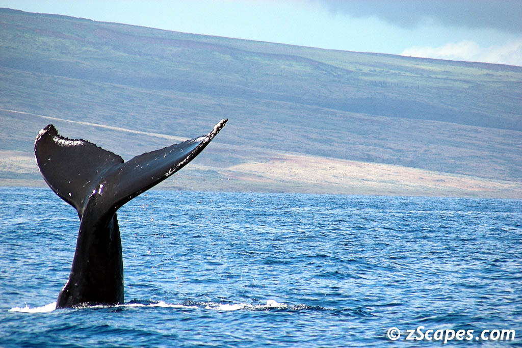 2008 Maui Whale Watching