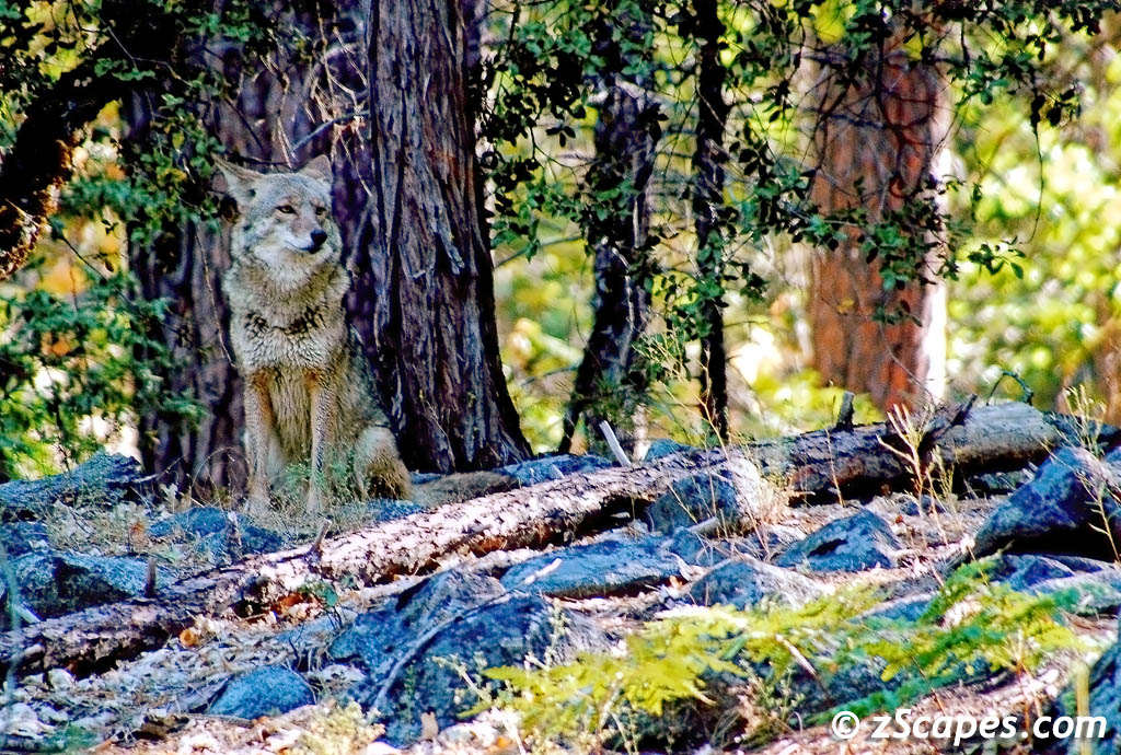 2005 Yosemite Coyote