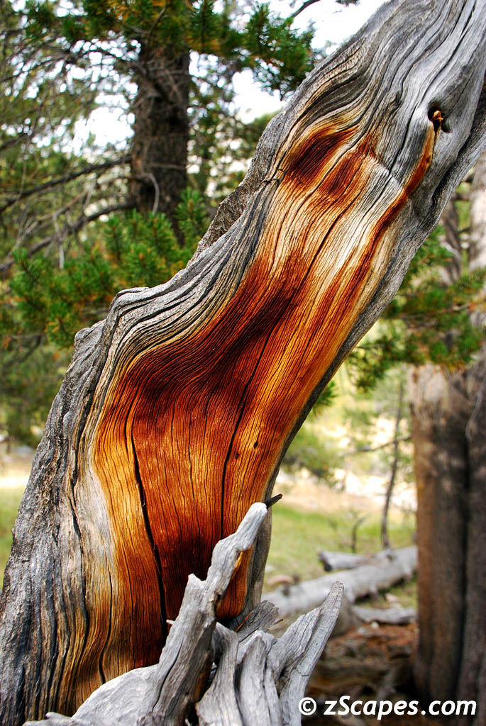 2009 Ansel Adams Wilderness