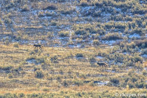 Yellowstone Fall 2023