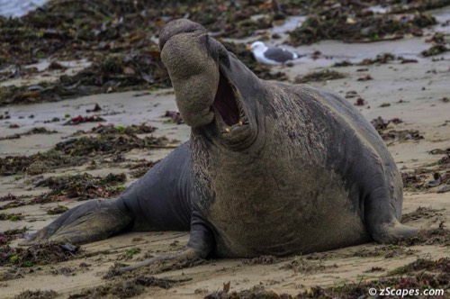 bigblob.happyface-hmb2502-7012