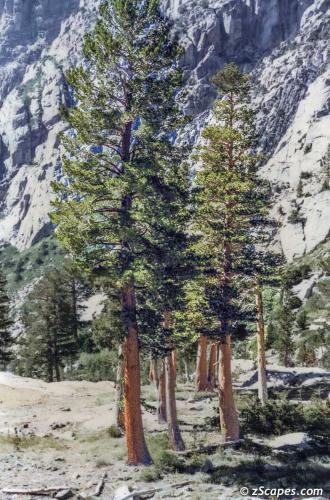Lodgepole Pines Sonora Pass