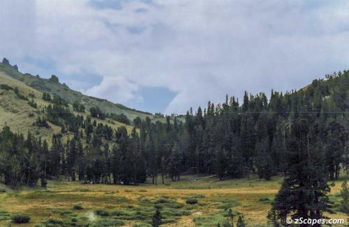 Sonora Pass meadow