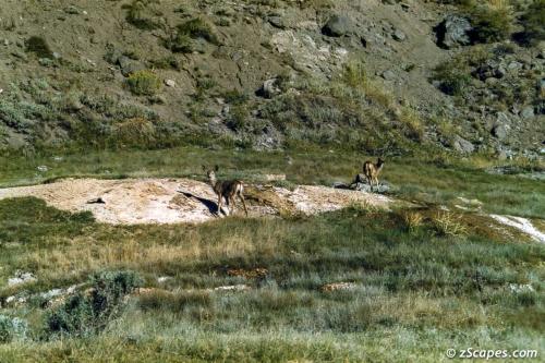 Mule Deer Leavitt Lake