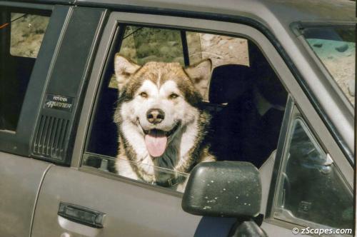 Gandalf hitching a ride