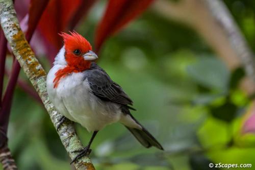 Red Crested Cardinal