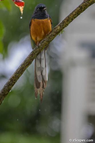 White-rumped Shama Male
