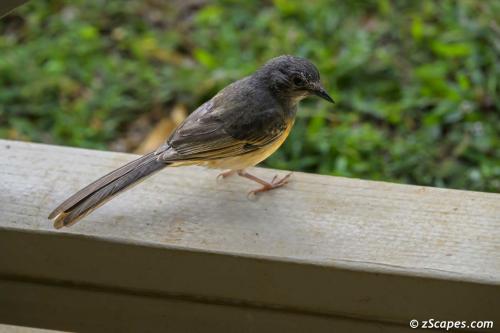 White-rumped Shama Female
