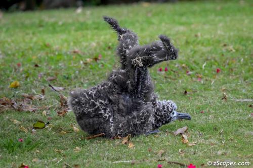 Halia Spreading Wings