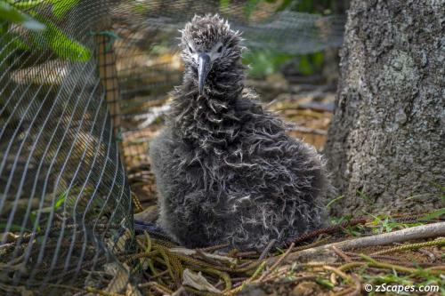 Neptune in a Stare Down