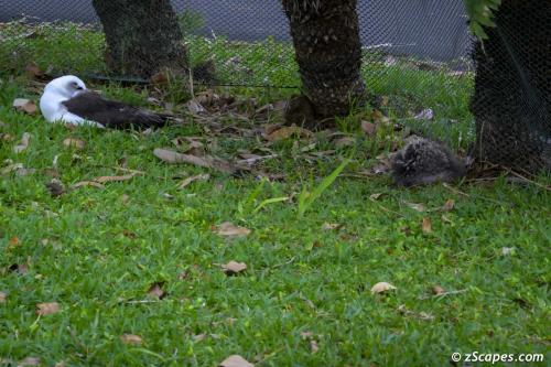 Mea Ola Asleep with Exhausted Parent