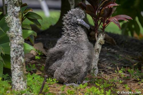 Laysan 3606 (Not named yet)