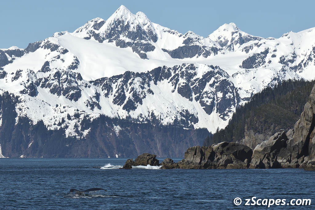 humpback-tailharrispen-anc1305-7177c