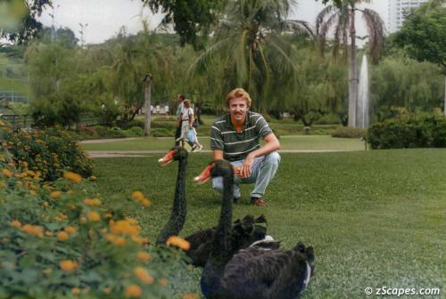 Black Swans in the park