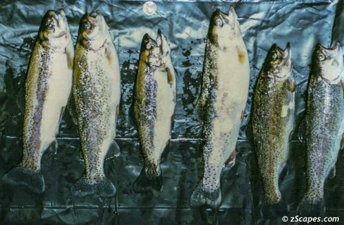 Trout dinner tonite