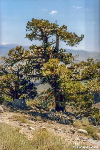 Juniper Pine eastern Sonora Pass